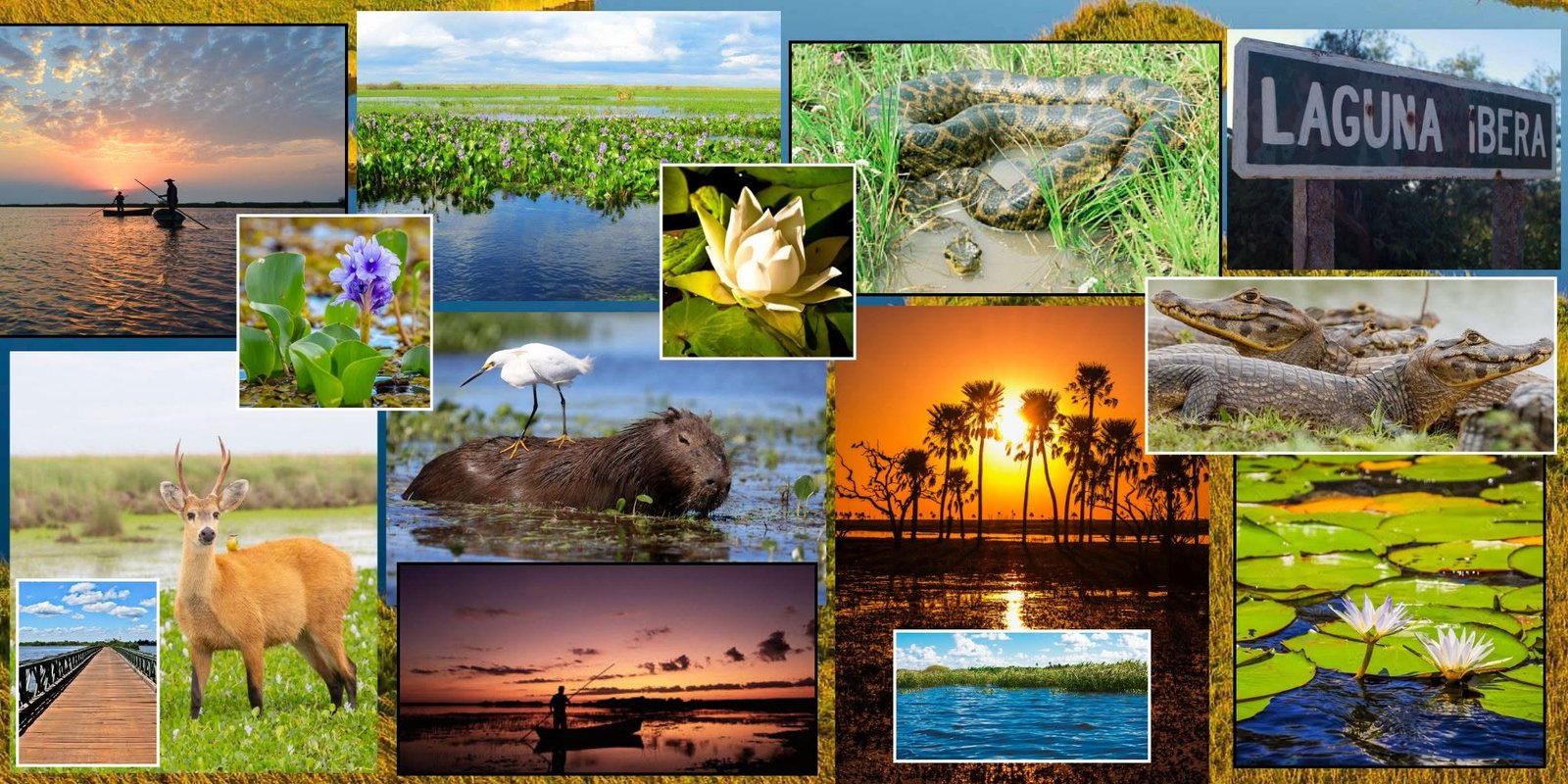 Safari fotográfico en el Iberá