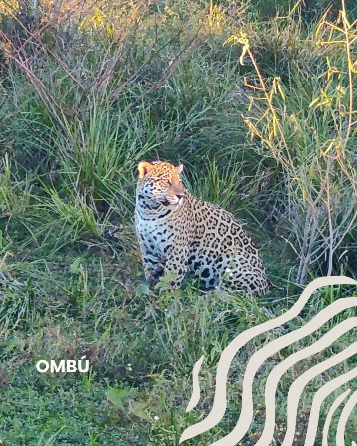 Avistaje de aves en los Esteros del Iberá